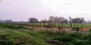 লালমনিরহাটের পাটগ্রাম সীমান্ত দিয়ে বাংলাদেশে প্রবেশ করেছে ৪–৫টি চিতাবাঘ, গ্রামজুড়ে আতঙ্ক