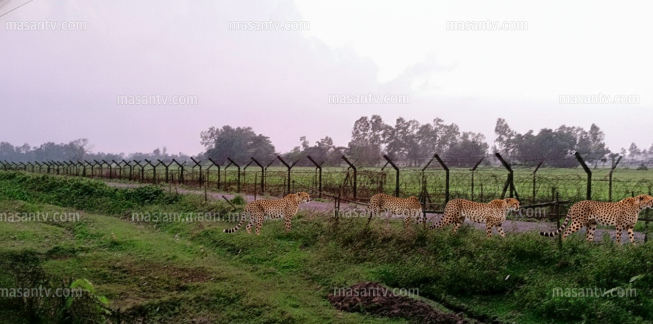 লালমনিরহাটের পাটগ্রাম সীমান্ত দিয়ে বাংলাদেশে প্রবেশ করেছে ৪–৫টি চিতাবাঘ, গ্রামজুড়ে আতঙ্ক