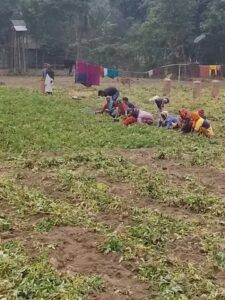 নীলফামারীর কিশোরগঞ্জে আলু চাষীদের মাথায় হাত