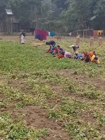 নীলফামারীর কিশোরগঞ্জে আলু চাষীদের মাথায় হাত