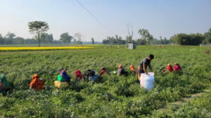 ফুলবাড়ীতে মরিচের বাম্পার ফলন, ভালো দামে লাভবান চাষিরা