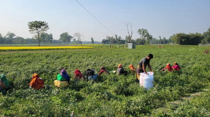 ফুলবাড়ীতে মরিচের বাম্পার ফলন, ভালো দামে লাভবান চাষিরা