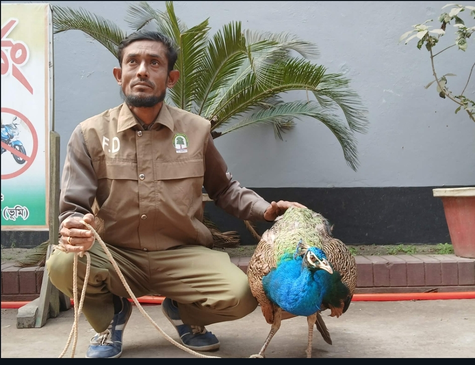 কুড়িগ্রামে বিরল প্রজাতির ময়ূর উদ্ধার