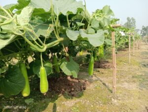 খানসামায় কৃষি বিভাগের পরামর্শে বদলে গেছে নিরাপদ পদ্ধতিতে লাউ চাষের চিত্র: লাভবান চাষী