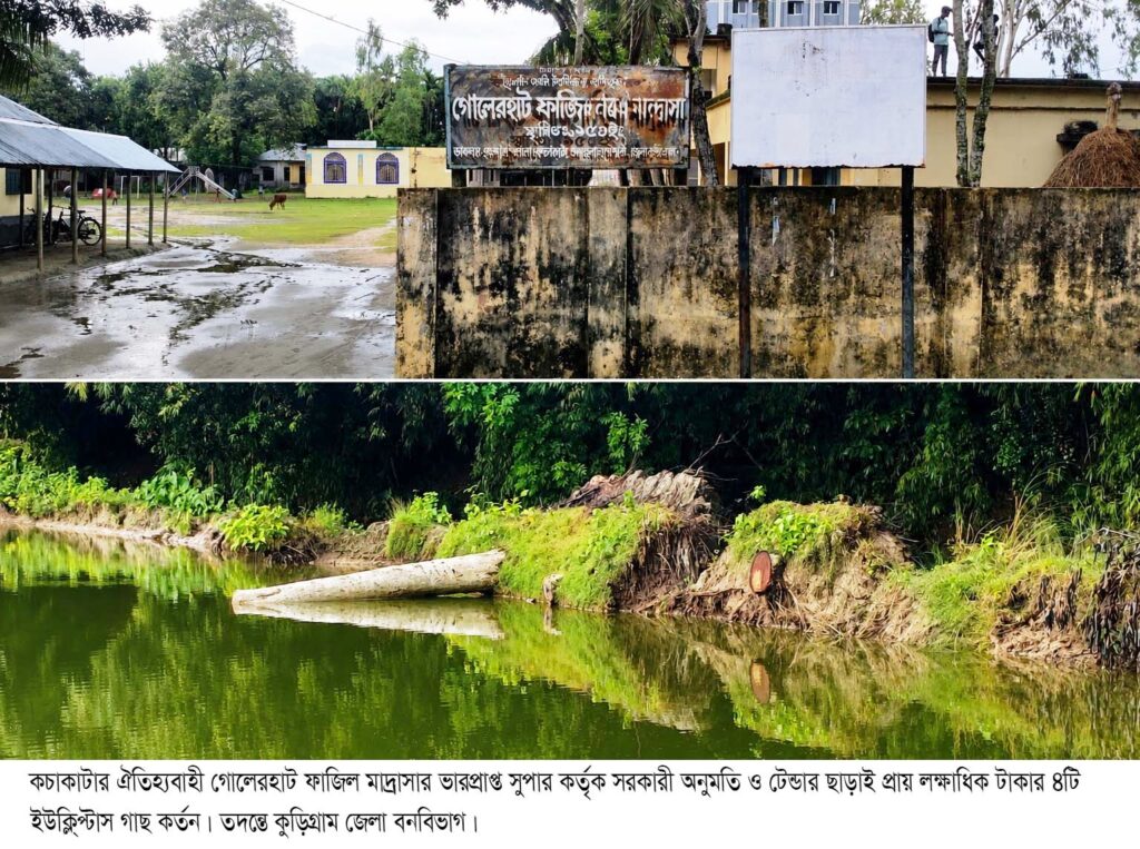 কচাকাটার গোলেরহাট ফাজিল মাদ্রাসার সুপার কর্তৃক একটি আমগাছের অনুমতি নিয়ে সরকারী বিধি লঙ্ঘন করে ৪ টি ইউক্লিপ্টাস গাছ কর্তন,তদন্তে বনবিভাগ।